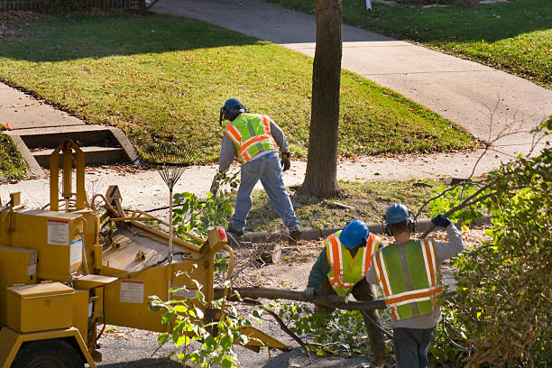 Best Arborist Consultation Services  in San Luis, AZ