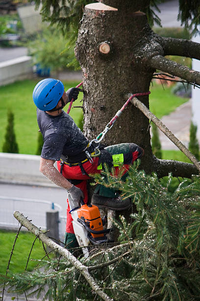 Best Root Management and Removal  in San Luis, AZ